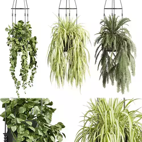plant vol 715 - hanging - pothos - grass - fern