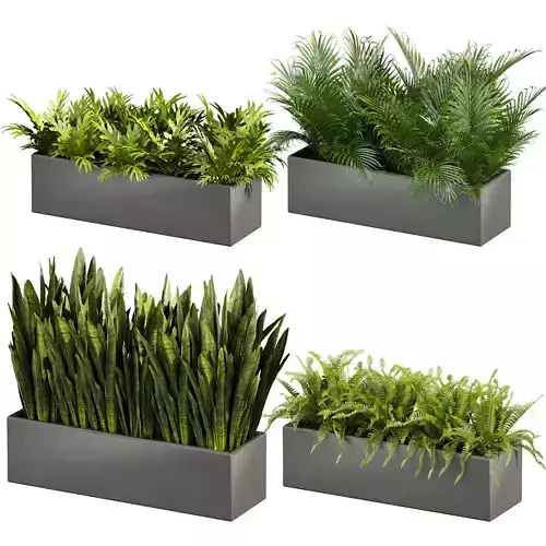 plant vol 716 - indoor - sansveria - fern - monstera - palm