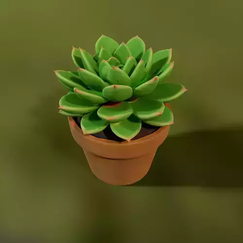 Succulent Plant