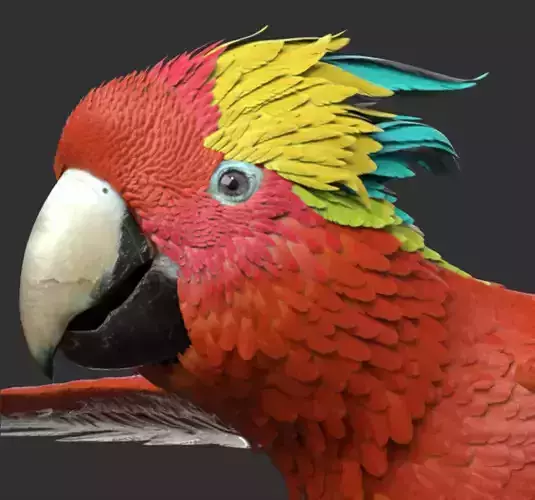 Parrot