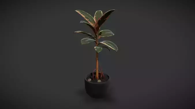 Indoor Plant 06