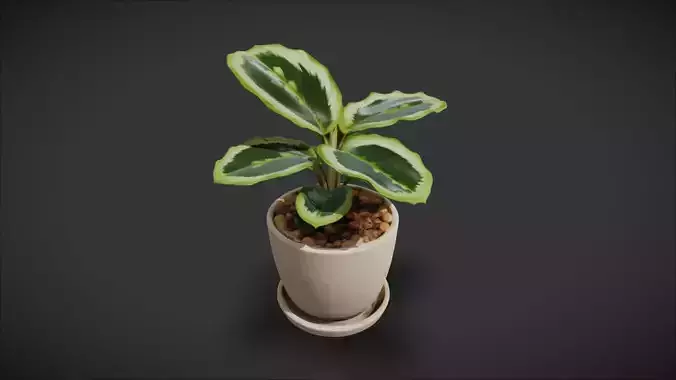 Indoor Plant 09