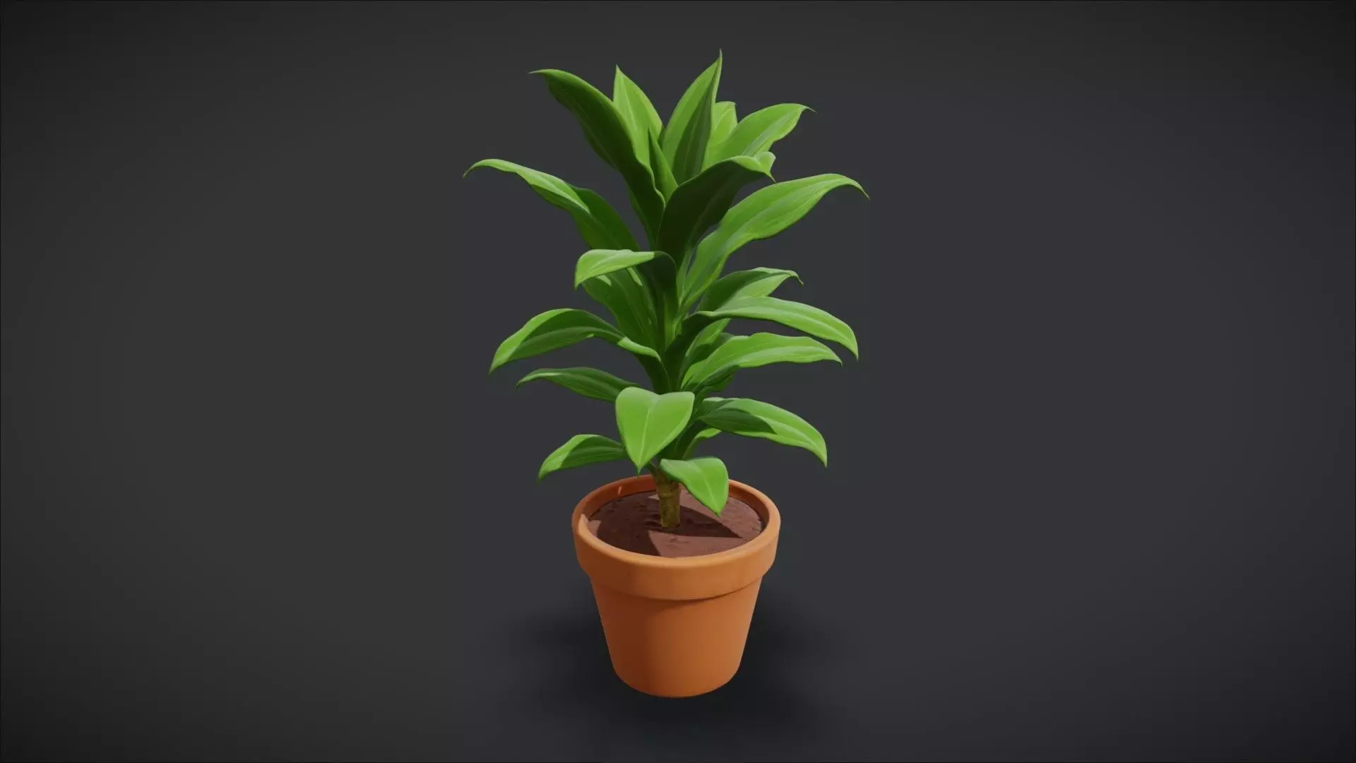 Indoor Plant 10 3D model