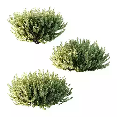 Frutices Fortescue Euonymus 12