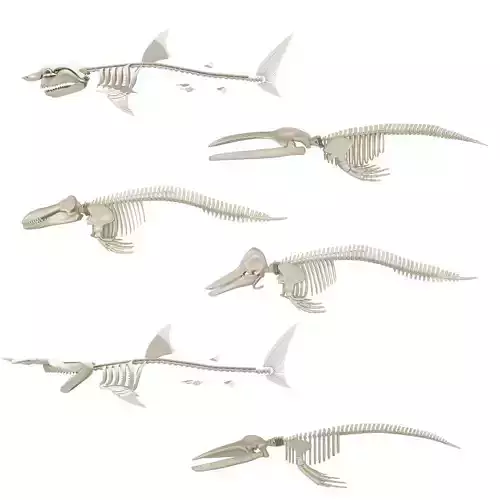 6 Aquatic Animal Skeletons