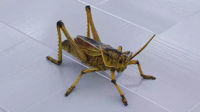Locust