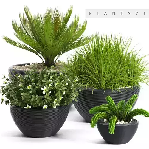 Plants 71