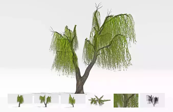 Weeping willow-12