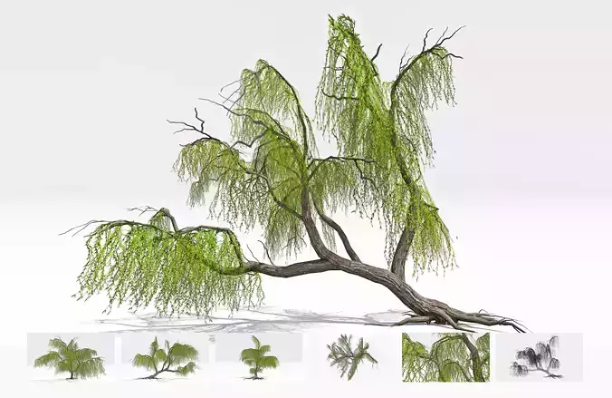 Weeping willow-19