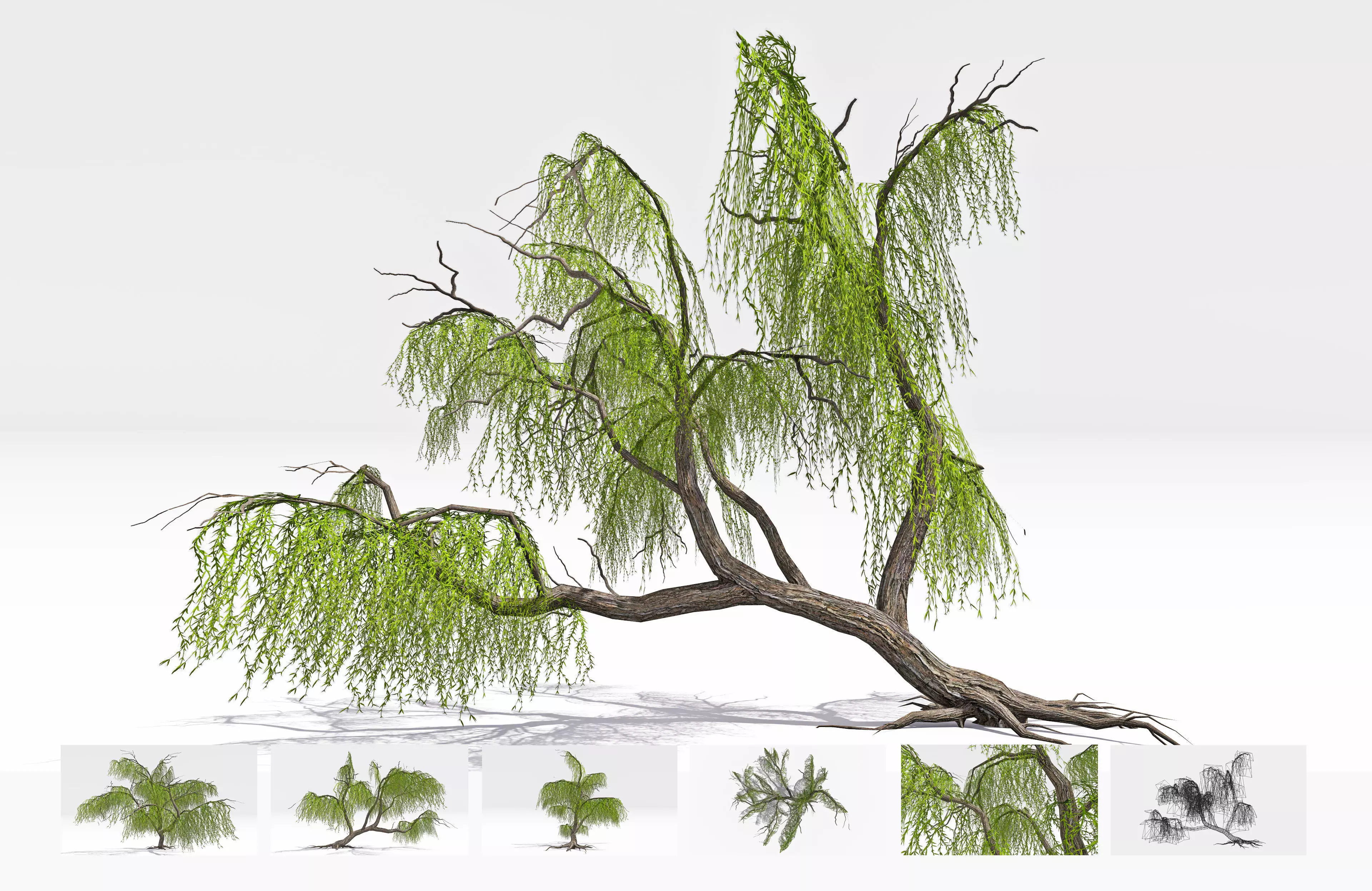 Weeping willow-19 Low-poly 3D model