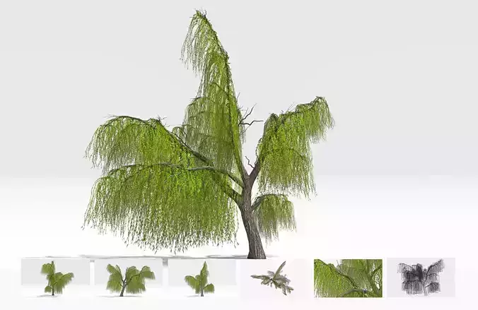 Weeping willow-20