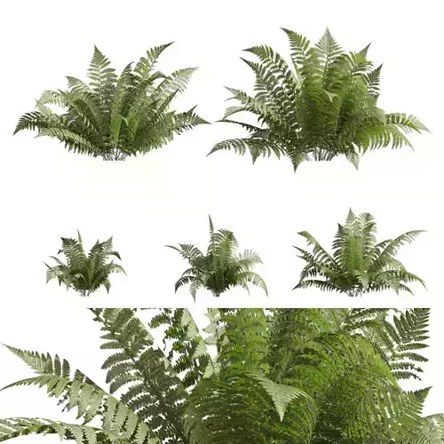 Collection plant vol 719 - shurb - Lady - ferns