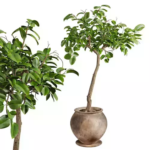 Ficus Plant in Rustic Clay