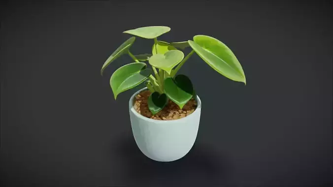 Indoor Plant 08