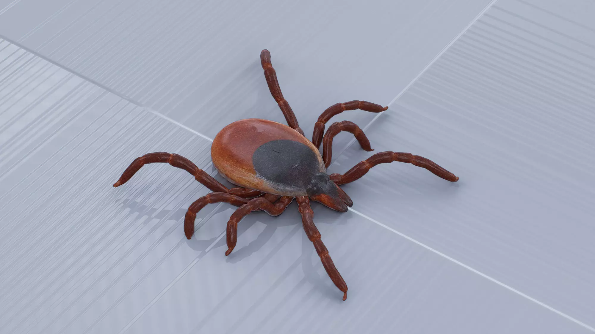 Common Tick A Low-poly 3D model