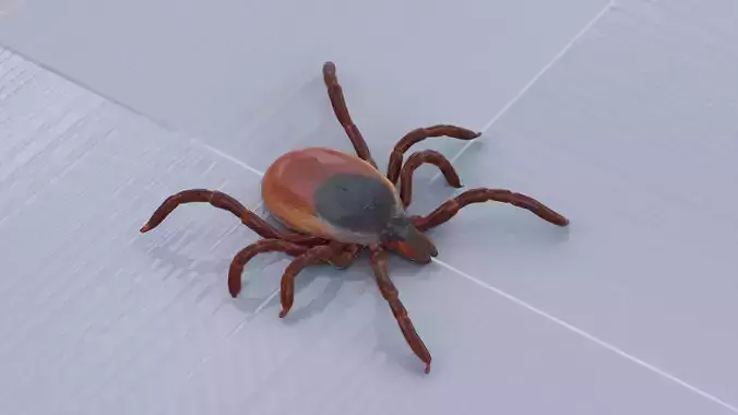 A Tick