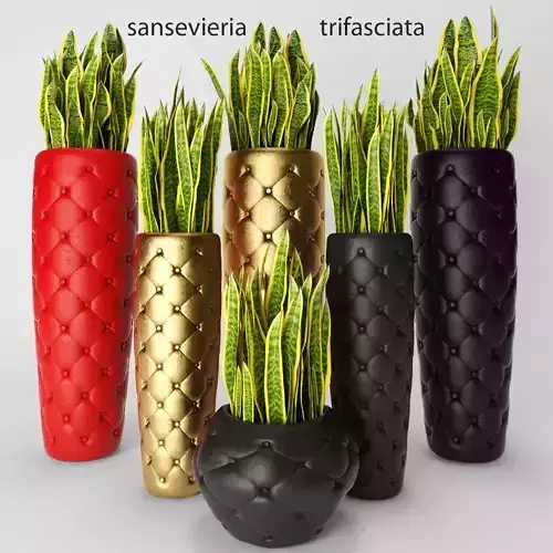 Sansevieria trifasciata 3D model