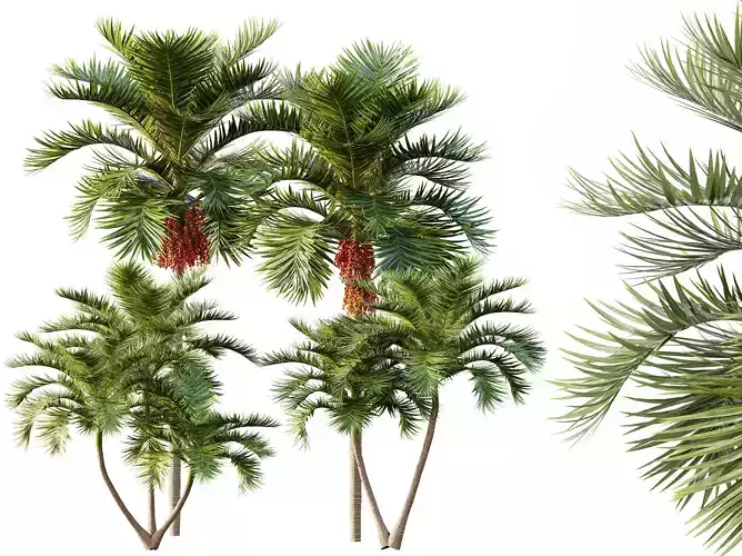 AV 4 Trees Christmas Palm Manila Palm Adonidia Veitchia