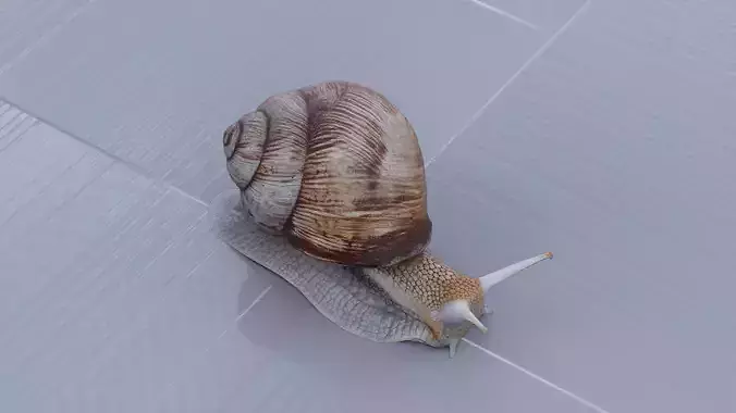 Snail