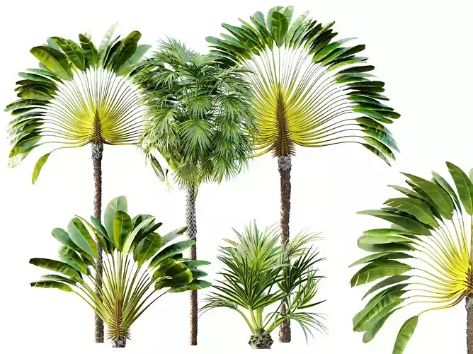 AV Ravenala Travelers and Sabal Palmetto Cabbage Palm 6 Trees