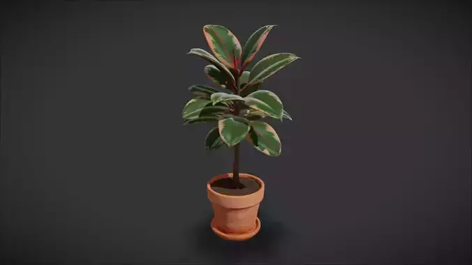 Indoor Plant 14