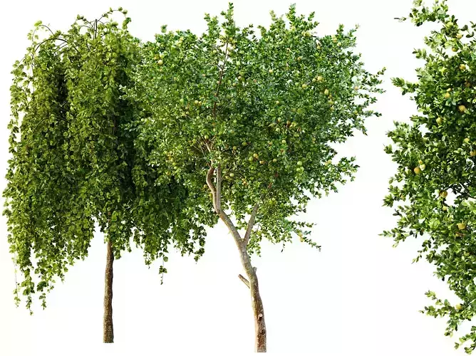AV Fruit tree lemon and Weeping Mulberry Bagged Ornamental