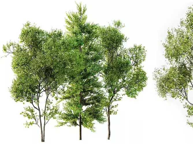 AV Acer Saccharinum and Maidenhair Ginkgo Biloba