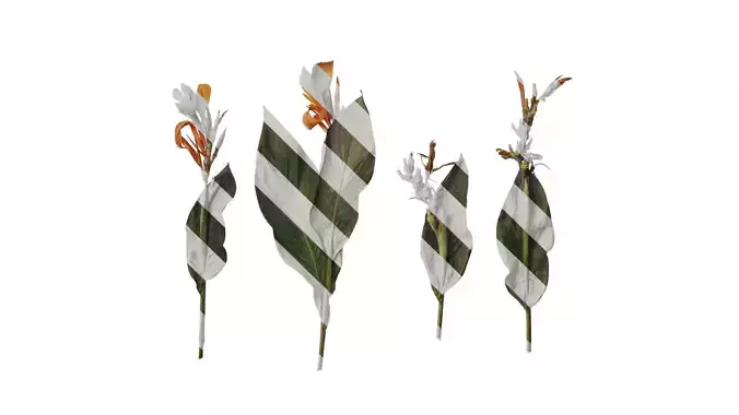 Anydrafts Canna indica Atlas 05