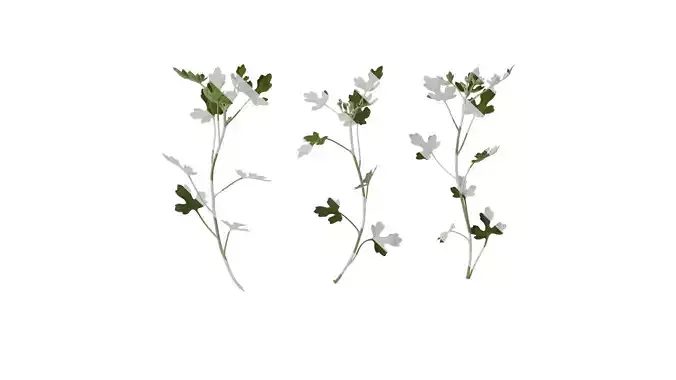 Anydrafts Chrysanthemum japonense ashizuriense Atlas 01