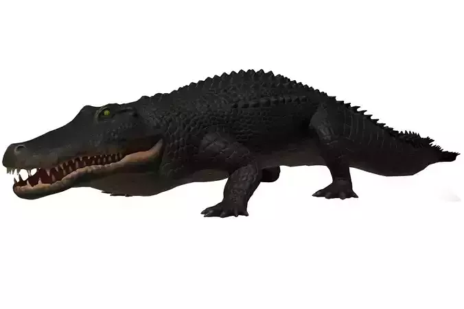 Alligator