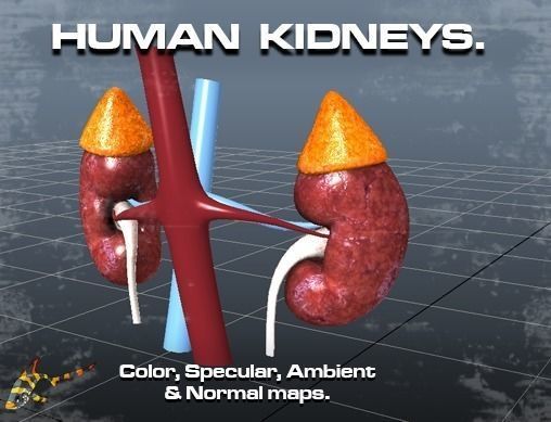 Human Kidneys Low-poly 3D model