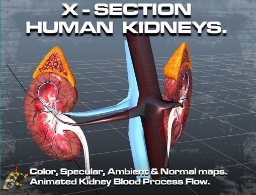 Cross Section Human Kidneys Low-poly 3D model_0