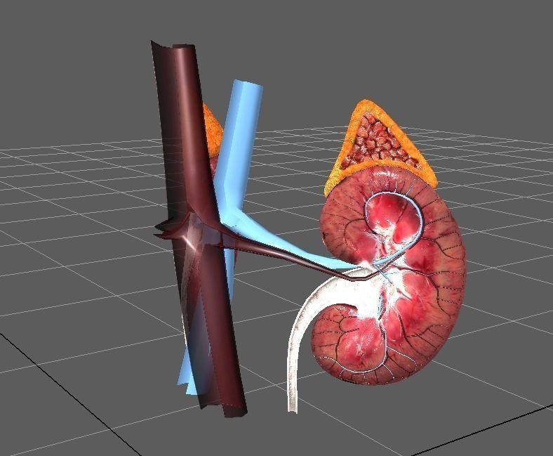 Cross Section Human Kidneys Low-poly 3D model_4