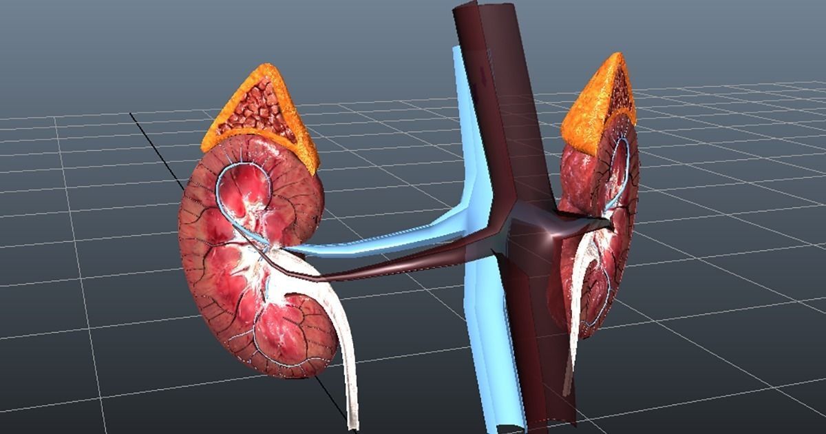 Cross Section Human Kidneys Low-poly 3D model_5