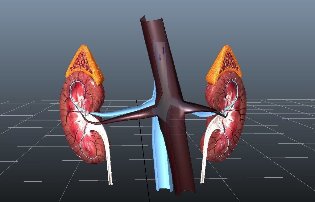 Cross Section Human Kidneys Low-poly 3D model_3