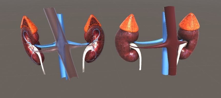Human Kidneys Full Pack Low-poly 3D model_3