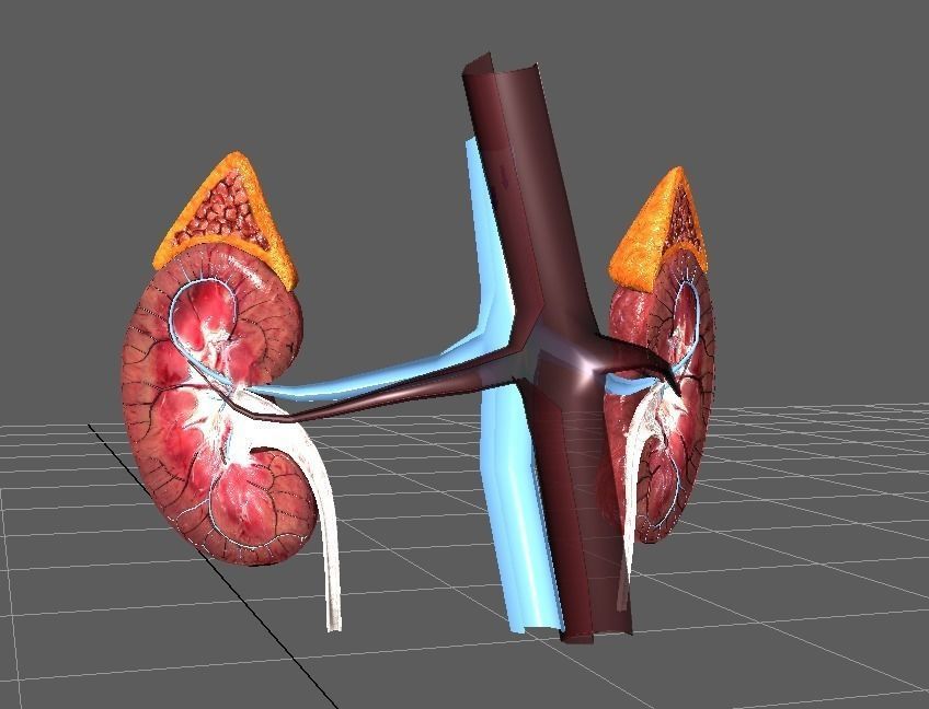 Human Kidneys Full Pack Low-poly 3D model_4