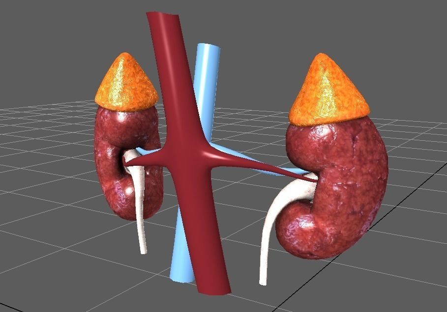 Human Kidneys Full Pack Low-poly 3D model_2
