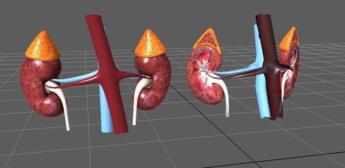 Human Kidneys Full Pack Low-poly 3D model_6