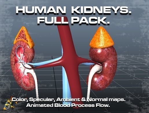 Human Kidneys Full Pack Low-poly 3D model_0