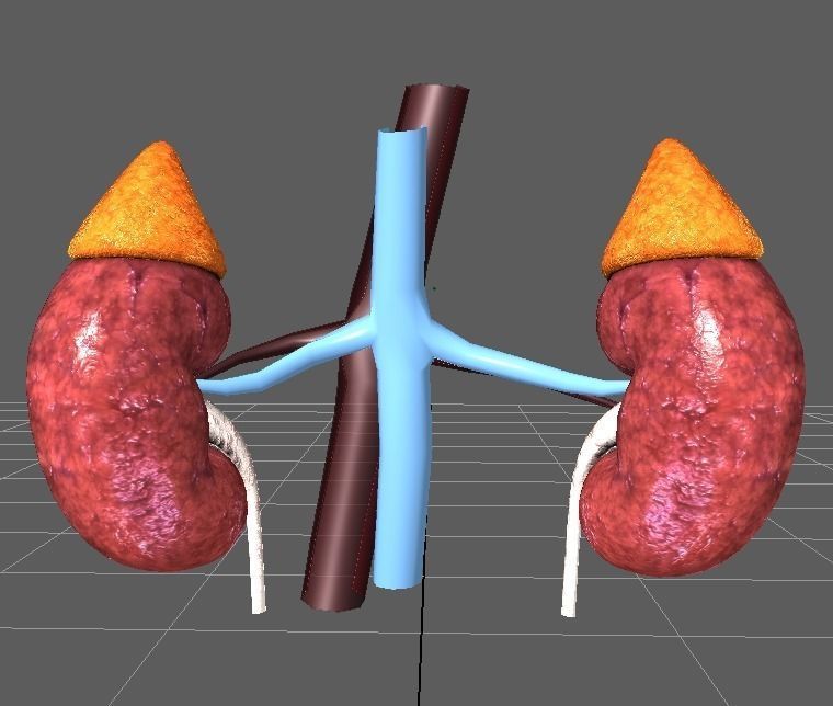 Human Kidneys Full Pack Low-poly 3D model_7