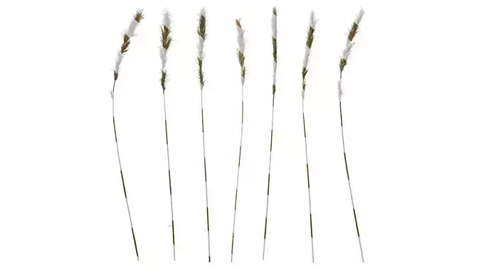 Anydrafts Trisetum bifidum Atlas 01