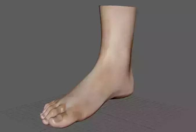 Foot leg human 