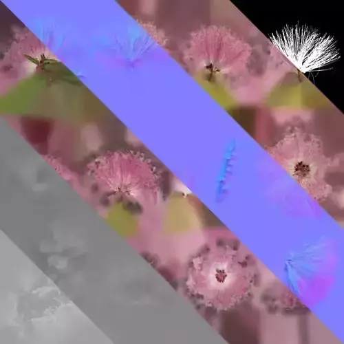 Anydrafts Albizia julibrissin Atlas 09