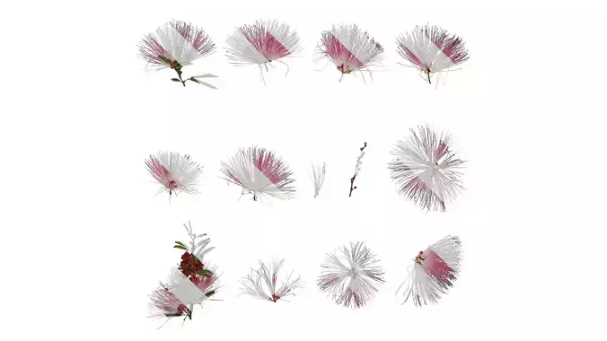 Anydrafts Albizia julibrissin Atlas 09