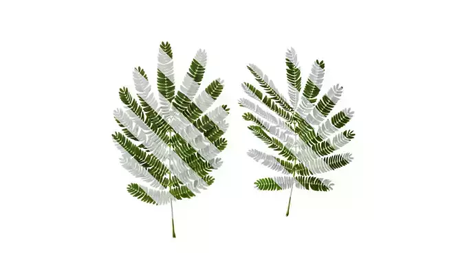 Anydrafts Albizia julibrissin Leaf 04