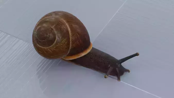 Snail 