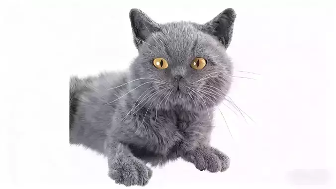 British Shorthair Blue Cat