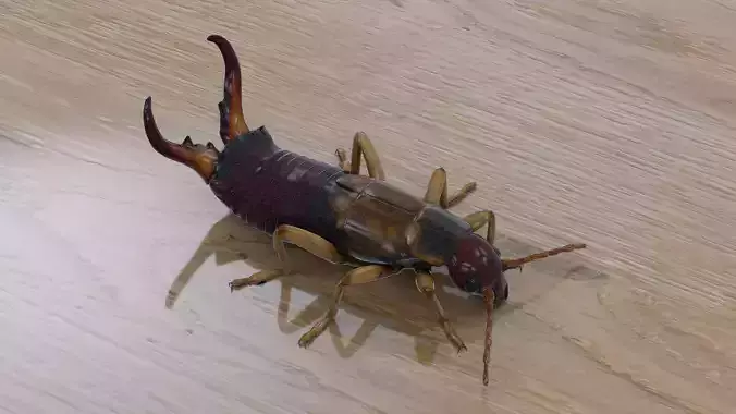 Earwig