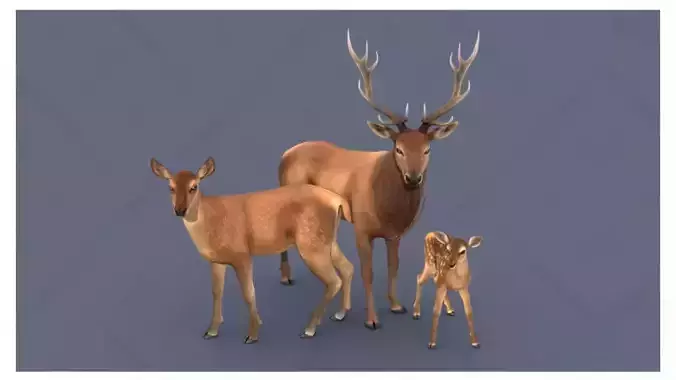 3D animal model